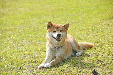 柴犬と芝生
