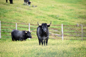 toro bravo en el campo