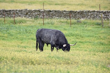 toro bravo en el campo