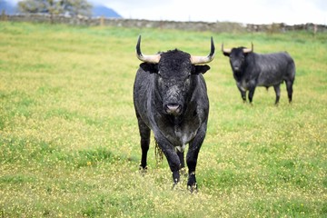 toro bravo en el campo