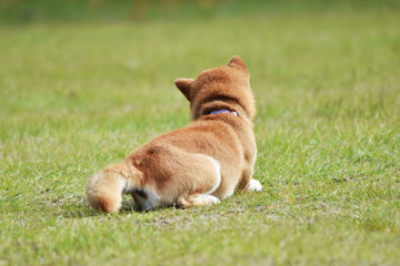 柴犬と芝生
