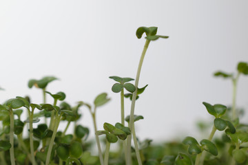  Spring background micro green, sprouts of flax.