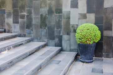 Outdoor fashion marble tile wall and floor background texture with a ornamental shrub tree.