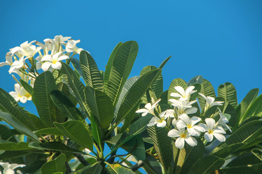 Frangipani flower (Plumeria alba) with green leaves on blue sky background. White flowers with yellow at center. Health and spa background. Summer spa concept.