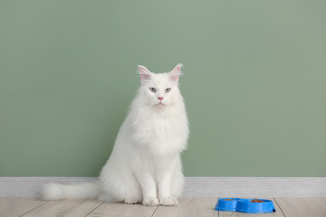 Cute white Maine Coon cat near bowl with food at home