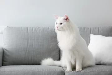 Fotobehang Cute white Maine Coon cat at home © Pixel-Shot