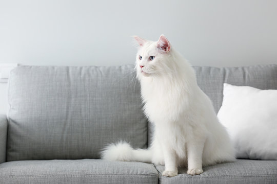 Cute White Maine Coon Cat At Home