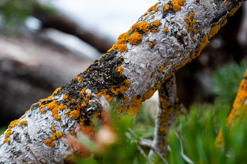 moss on tree