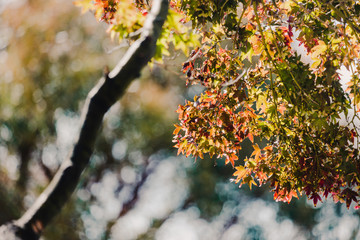 maple with beautiful autumn foliage with red and yellow tones