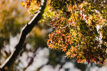 maple with beautiful autumn foliage with red and yellow tones
