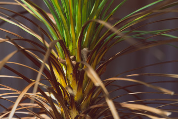 tropical looking cordyline grass tree close-up