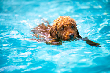 Mini goldendoodle swimming in pool