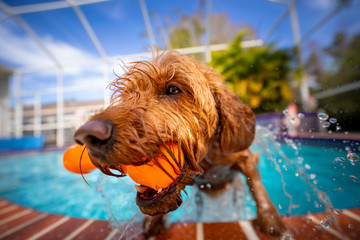 Mini goldendoodle playing fetch in pool