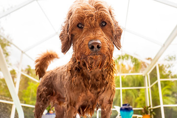Miniature Golden doodle soaking wet after playing in the swimming pool