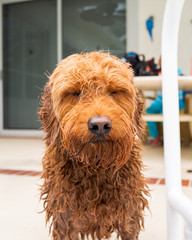 Wet dog golden doodle