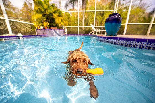 Mini goldendoodle swimming in pool