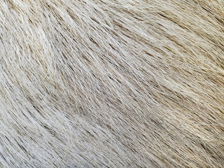 extreme close up of elk hair