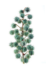 Castor oil plant Isolated on white background