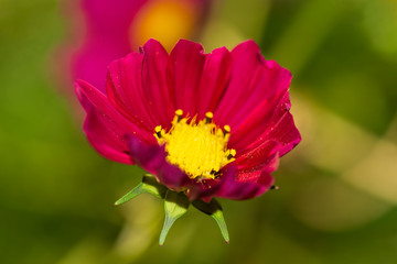 re cosmos flower in the garden 