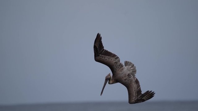 Pelican swoops down into Pacific ocean and takes off right away