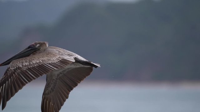 Closeup of pelicans flying over the Pacific ocean