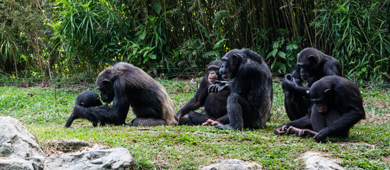 Chimpanzee