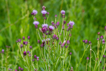 Blooming purple flowers of a wild plant Creeping thistle (Cirsium arvense)