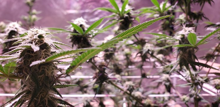 Cannabis Flowering White Pistols_4