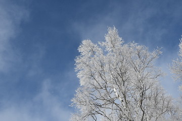 白樺の木と霧氷