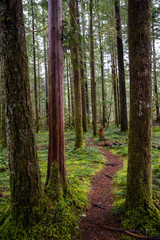 calm forest hiking path lined with moss
