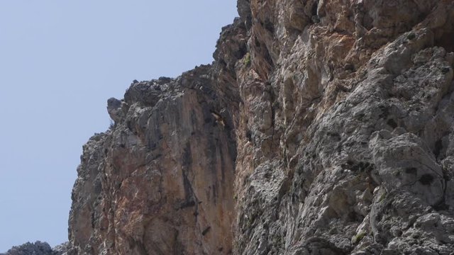 A bearded vulture soars against the backdrop of a mountain wall