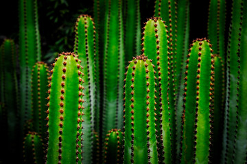 Cardon (English: Canary Islands spurge) succulent plant of Euphorbia family, close view.