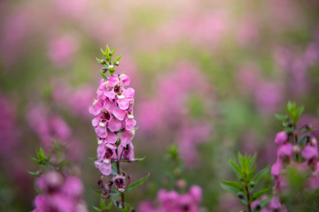 The background image of the colorful flowers