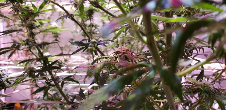 Cannabis Bud ding