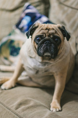 pug