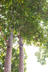 Viewed from a low angle, the rubber tree is full of leaves.