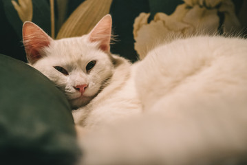 gato