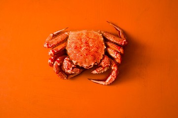 Seashells and crab in the sand.
