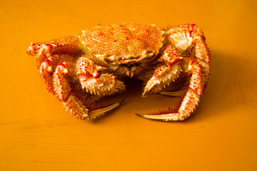 Seashells and crab in the sand.