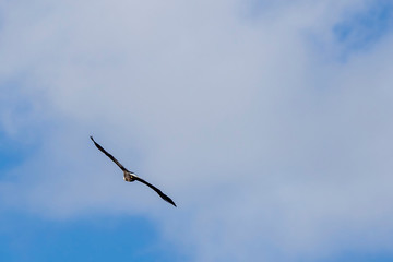 American Bald Eagle 0292
