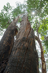 Textured tree from an angle viewpoint