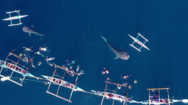 Aerial view Oslob Whale Shark Watching, Fishermen feed whale shark from boat for tourists are watching whale shark in the Oslob, Cebu Island, Philippines, 4K.