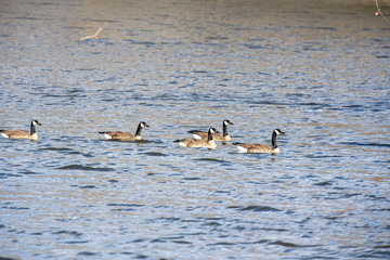 Canadian Geese (Branta canadensis) 0951