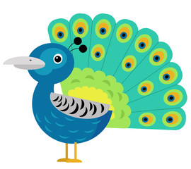 Cartoon asian animal bird peacock on white background illustration