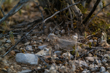lizard on the rock