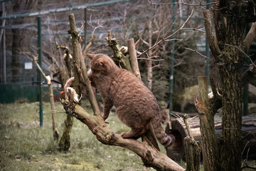 Wildkatze angelt nach einem Eintagsküken