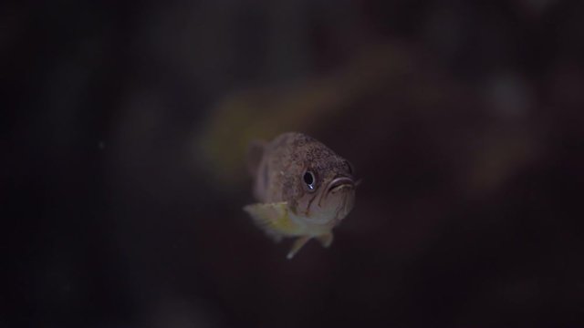 Small Fish Floating Alone, Close Up
