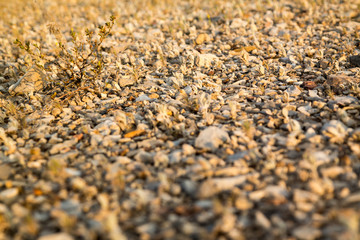 texture of desert floor