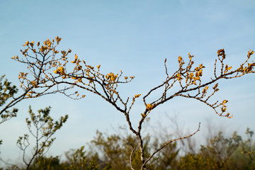 desert tree in spring