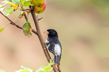 Rose-breasted Grosbeak Pheucticus ludovicianus